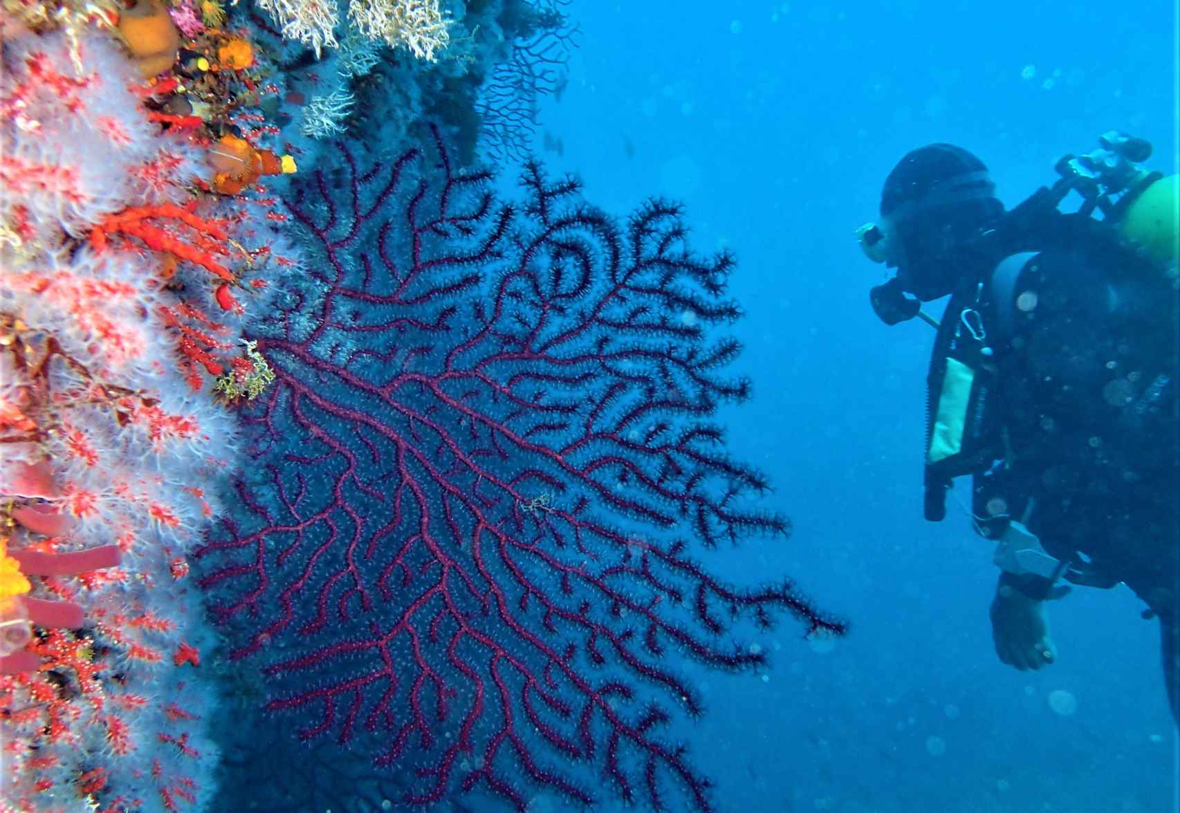 Un investigador del equipo hispano-marroquí examina una pared de Perejil/Laila con corales rojos y gorgonias.