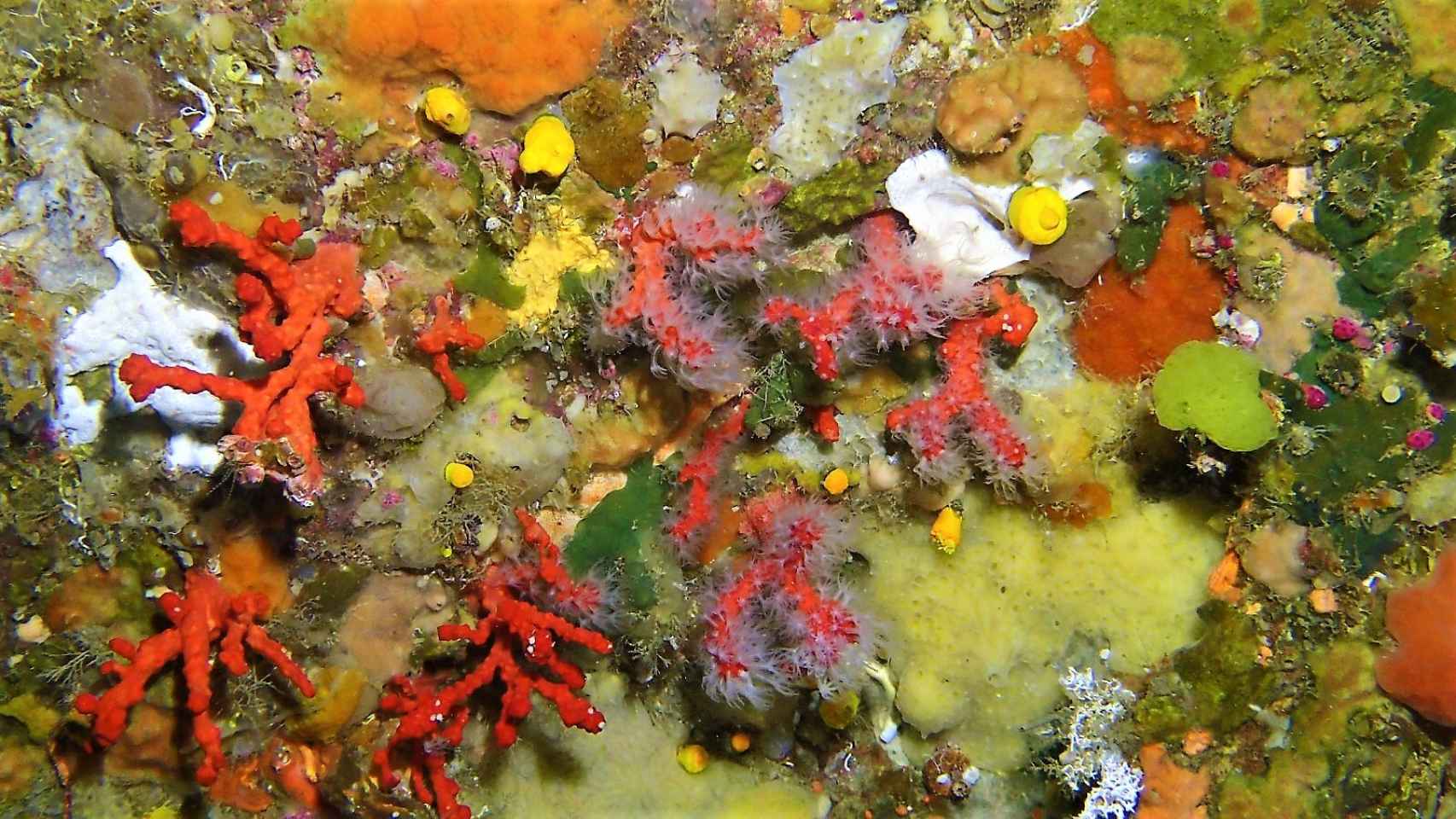 Coral rojo de las colonias jóvenes descubiertas en Perejil.