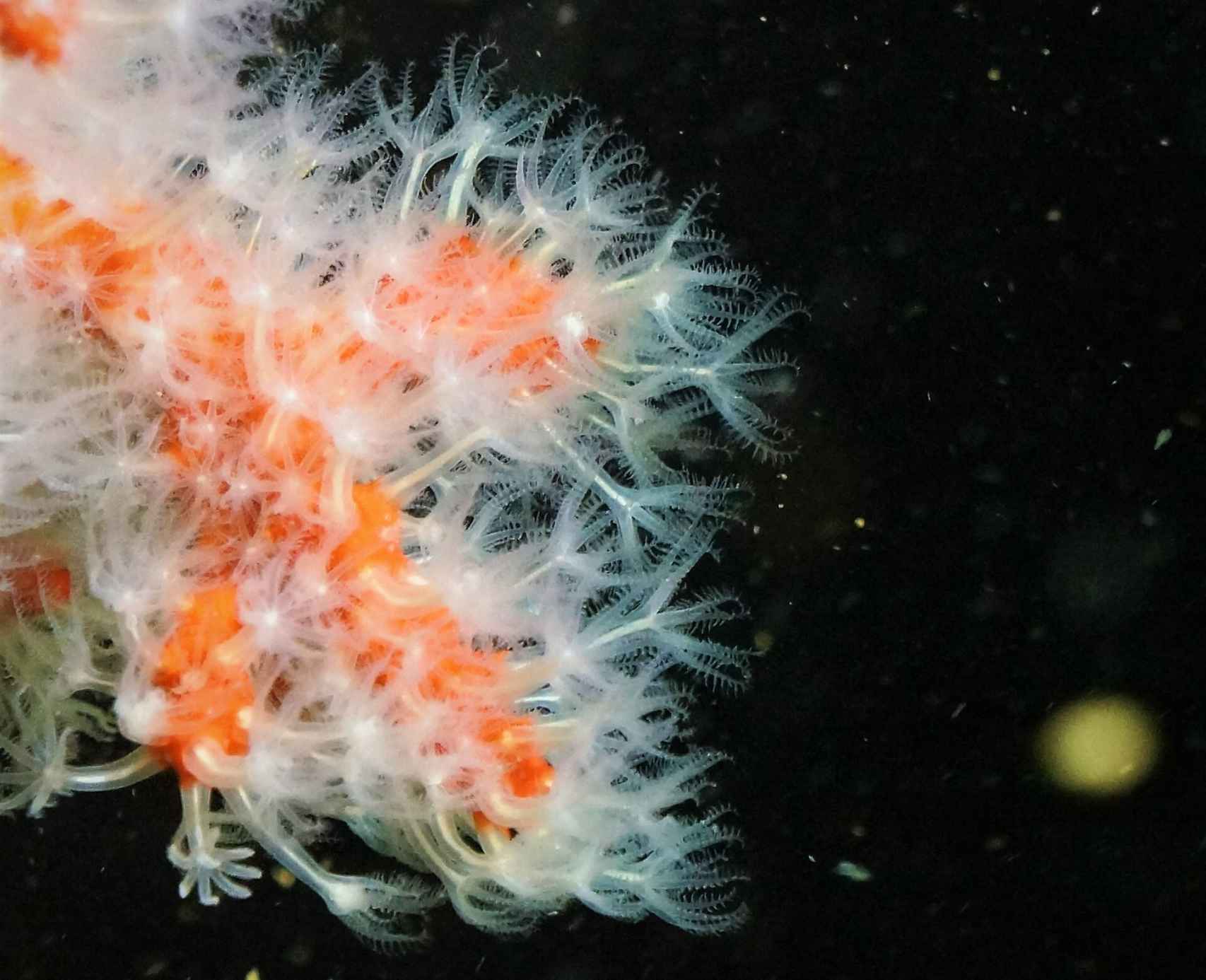 Los pólipos de una colonia de coral rojo usan sus tentáculos para comer zooplacton, al que paralizan con su toxina.