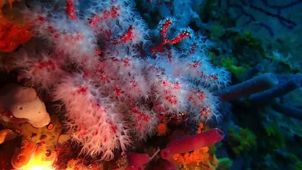 El nuevo coral rojo en Perejil tiene entre 15 y 27 años.