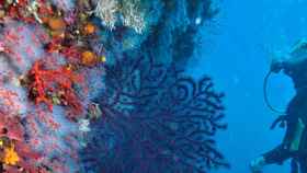 Un investigador contempla la pared de la isla Perejil cubierta de coral rojo (izq.) y gorgonias (con ramas alargadas).