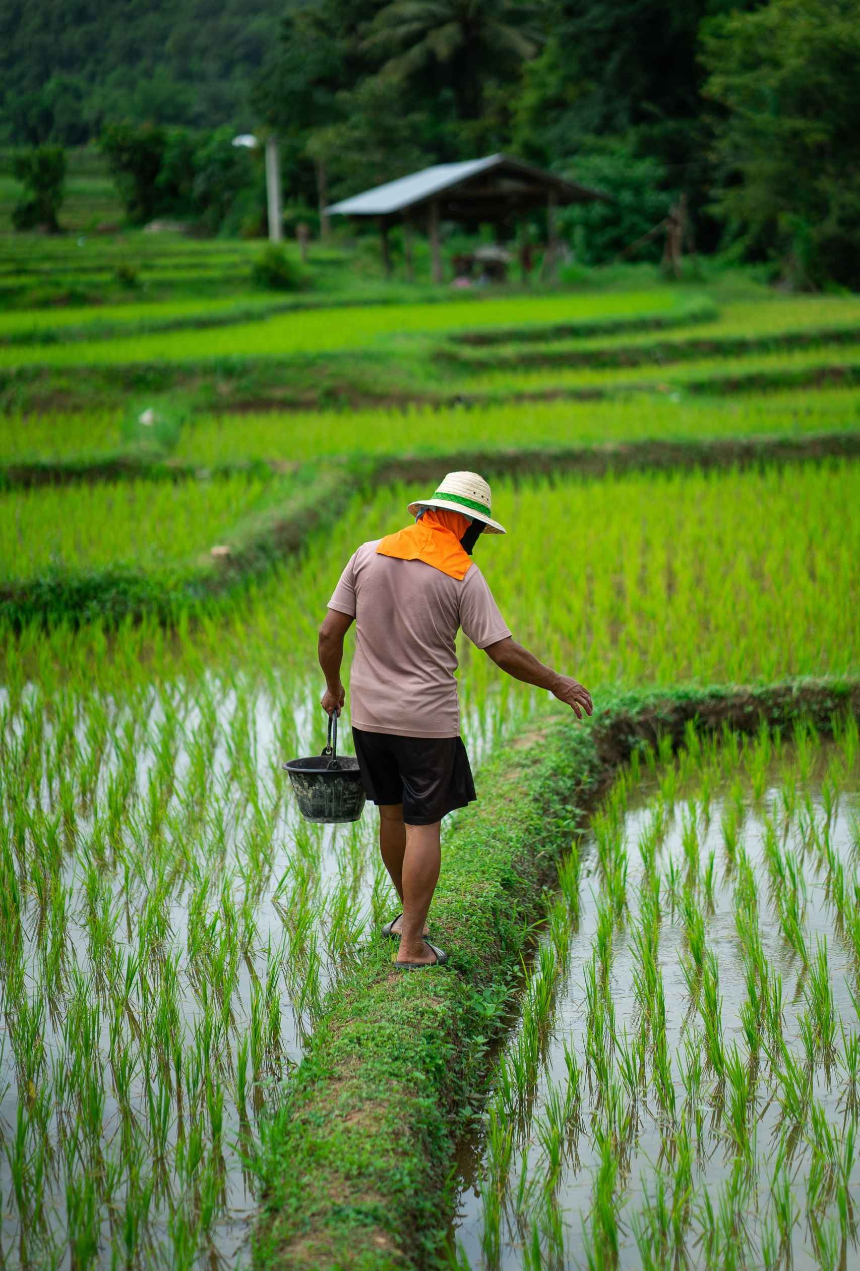 Agricultor trabajando en los cultivos de arroz