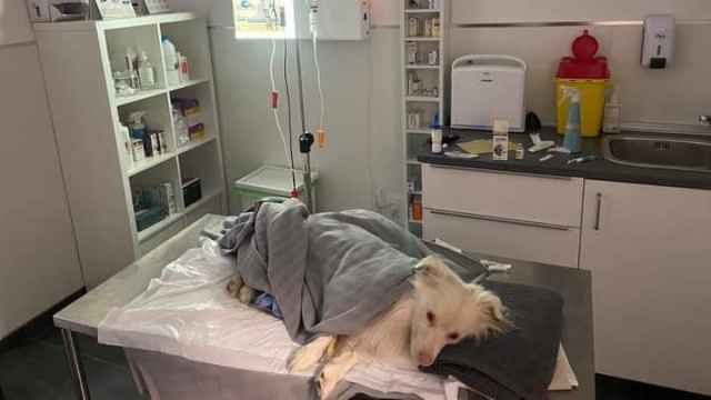 Animal fallecido en la veterinaria