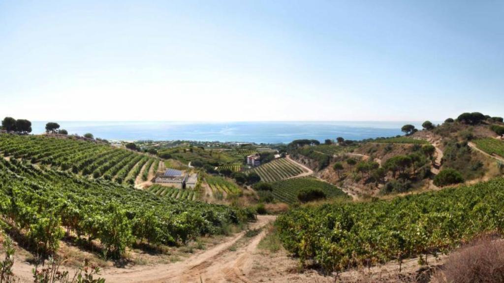 Viñas frente al Mediterráneo de Alta Alella