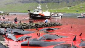 Cacería de delfines en las Islas Feroe (Dinamarca) 2021.