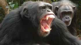 Imagen de un chimpancé violento.