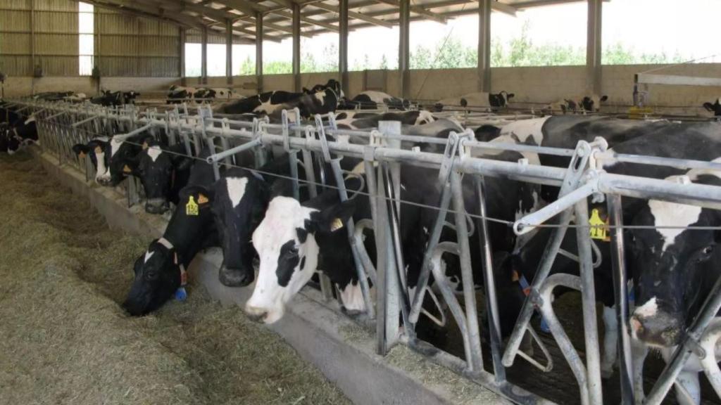 vacas