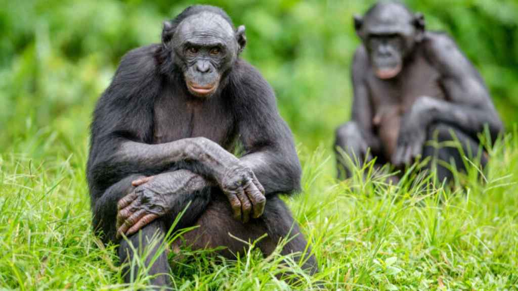 Imagen de dos chimpancés.