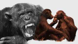¿Eres Chimpancé o Bonobo?: Las Nuevas Masculinidades También Vienen del Mono