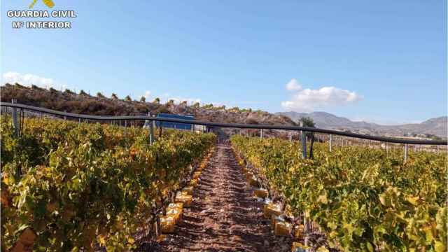 El falso agente comercial supuestamente robó 45 toneladas de uva a productores de Novelda y Monforte.
