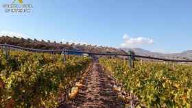 El falso agente comercial supuestamente robó 45 toneladas de uva a productores de Novelda y Monforte.