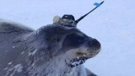 Una foca de Weddell con un sensor en la cabeza.