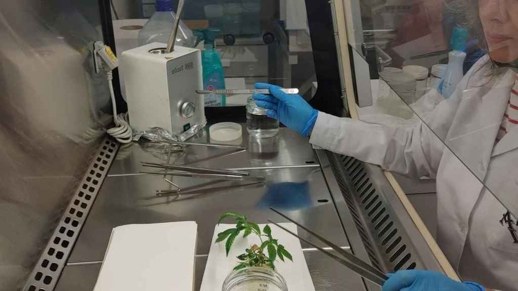 Aleovitro podrá cultivar in vitro plantas de cannabis que tengan unos principios químicos de alta calidad.
