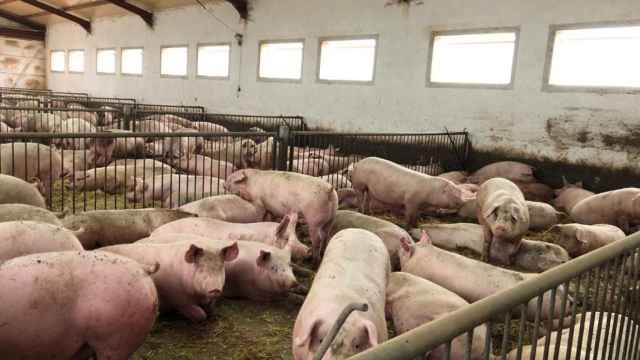 Imagen de una granja porcina.