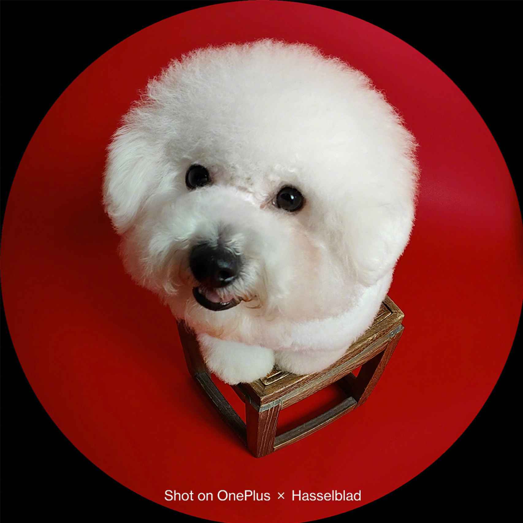 Dog photo with OnePlus 10 Pro