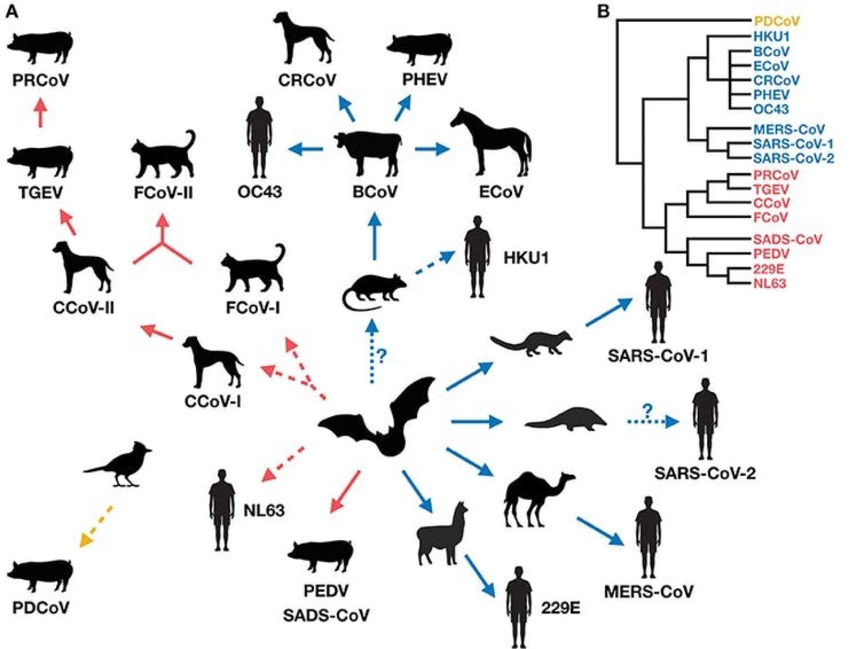 Transmisión cruzada de coronavirus entre humanos y mamíferos domésticos.