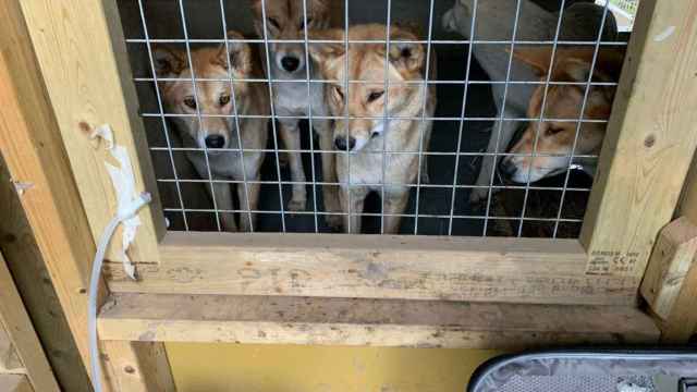 Dingos en el zoo de Hamerton (Reino Unido) observando con curiosidad el equipo de muestreo de aire.