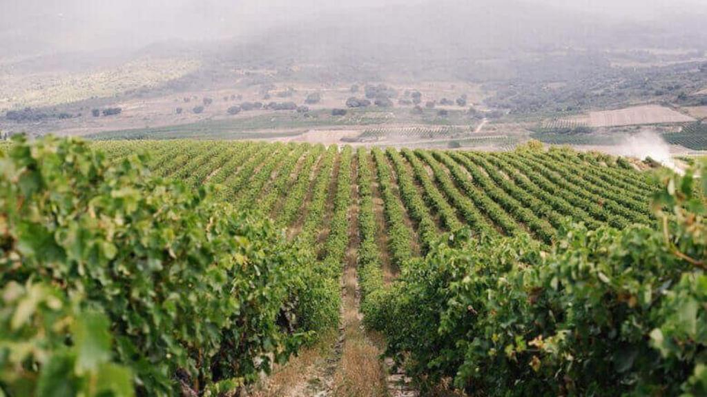 Viñedo de Pujanza en la Rioja Alavesa
