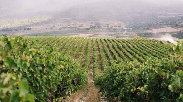 Una extensión de viñedos en La Rioja.