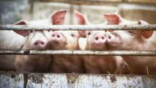 Alarma en varios pueblos de Cuenca por el anuncio de tres macrogranjas porcinas