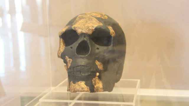 Reproducción del cráneo del hombre de Kibish en el Museo de las Civilizaciones Negras de Dakar, Senegal.