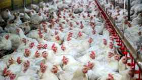 Imagen de un grupo de gallinas en una granja