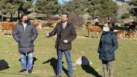 Pablo Casado visita una explotación de ganado extensivo en Las Navas del Marqués