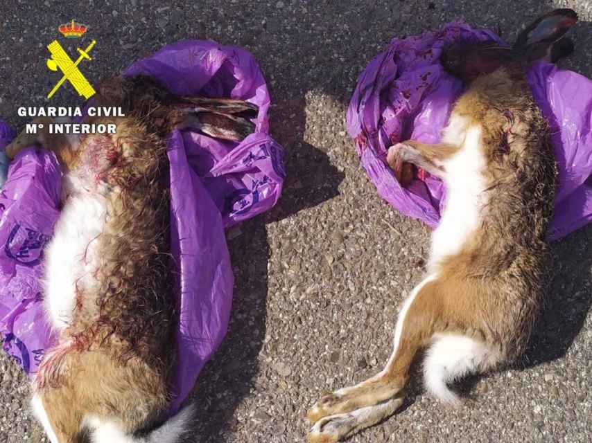 Investigado un furtivo por matar a dos liebres en Burgos