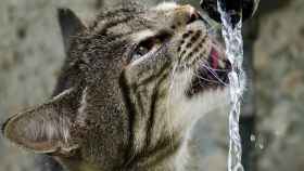¿Por qué los gatos beben agua del grifo?