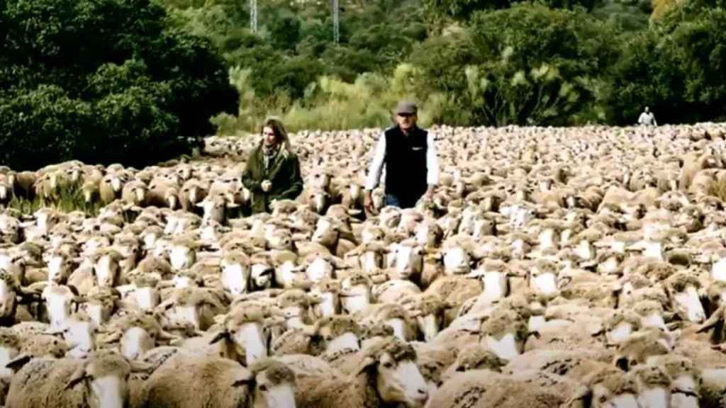 Camino Limia junto a Joaquín Ortiz, de la ganadería de ovino merina que lleva su nombre, pastoreando sus ovejas