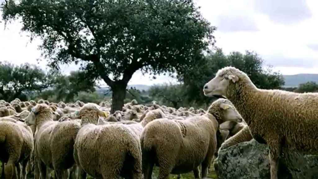 Ejemplares de la ganadería que cuida la zamorana Camino Limia