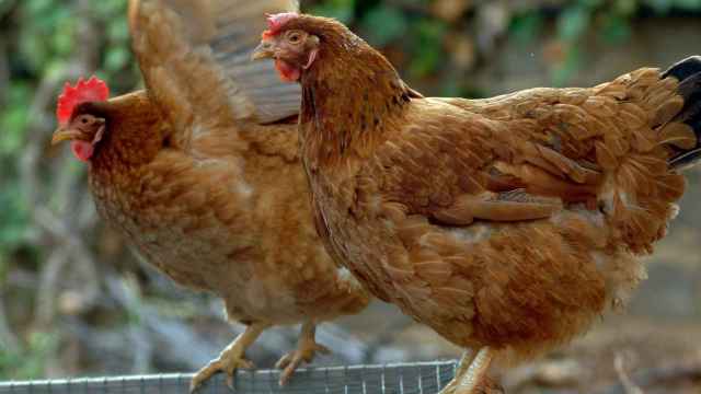 Agricultura prohíbe la crianza de aves de corral al aire libre ante el aumento de la gripe aviar.