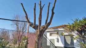 Un árbol terciado recientemente en Manzanares (Ciudad Real).