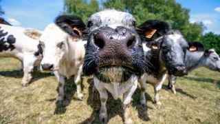 Un grupo de vacas en una granja.