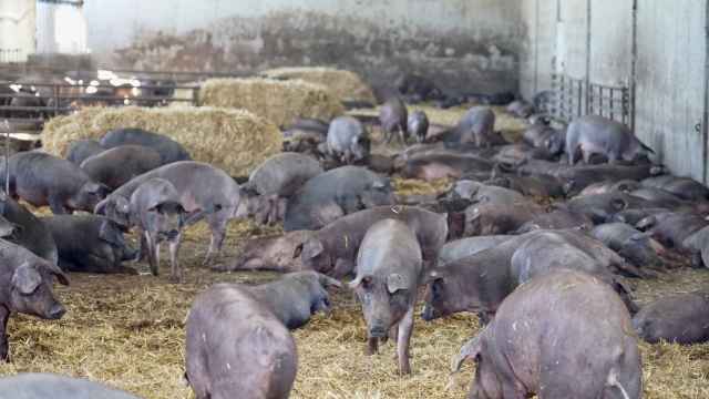 En Castilla y León hay casi seis mil granjas de porcino