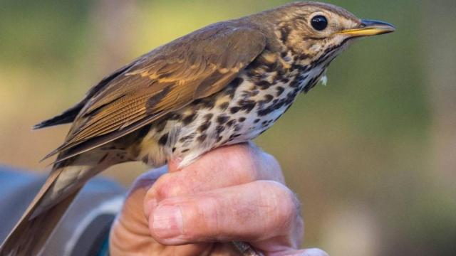 Ejemplar de zorzal común (Turdus philomelos).