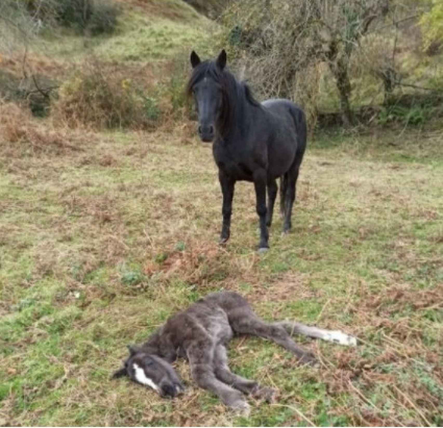 Una yegua con su potro muerto.