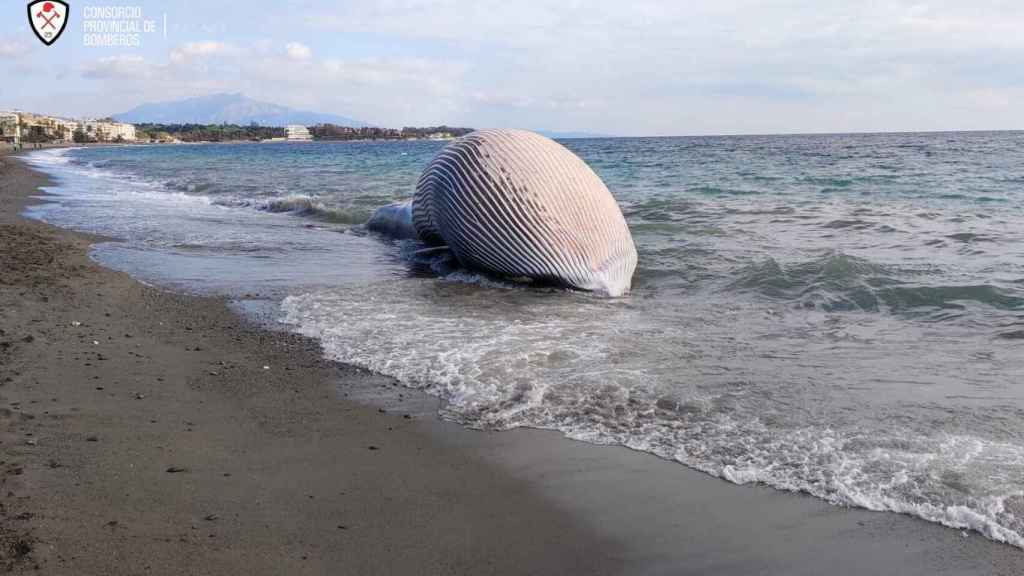 Imagen de la ballena muerta encontrada en Estepona.