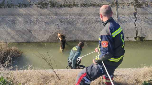 Guardia Civil y bomberos se movilizan para salvar a un perro en Toledo: Orgulloso de ustedes