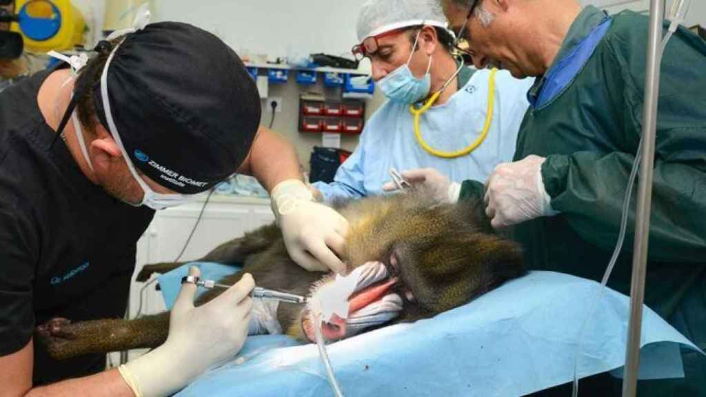 El odontólogo, durante la operación del mandril.