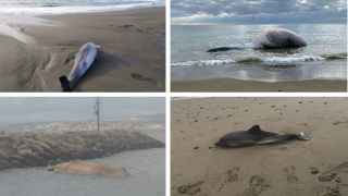 Aparecen nuevos cetáceos varados en Manilva y Estepona: ¿qué está pasando en las playas malagueñas?