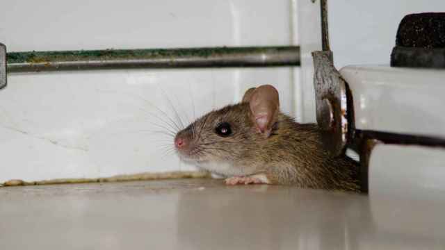 La guarida de la rata, el trastero de una mujer en Alicante a la que el seguro indemniza con mil euros