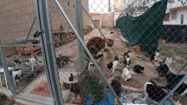 Una colonia de gatos instalada en un solar propiedad del Ayuntamiento de Valencia.