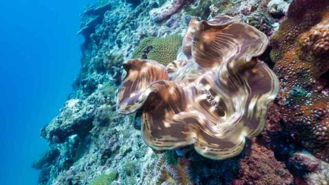 Una almeja 'tridacna gigas' en un arrecife de coral.