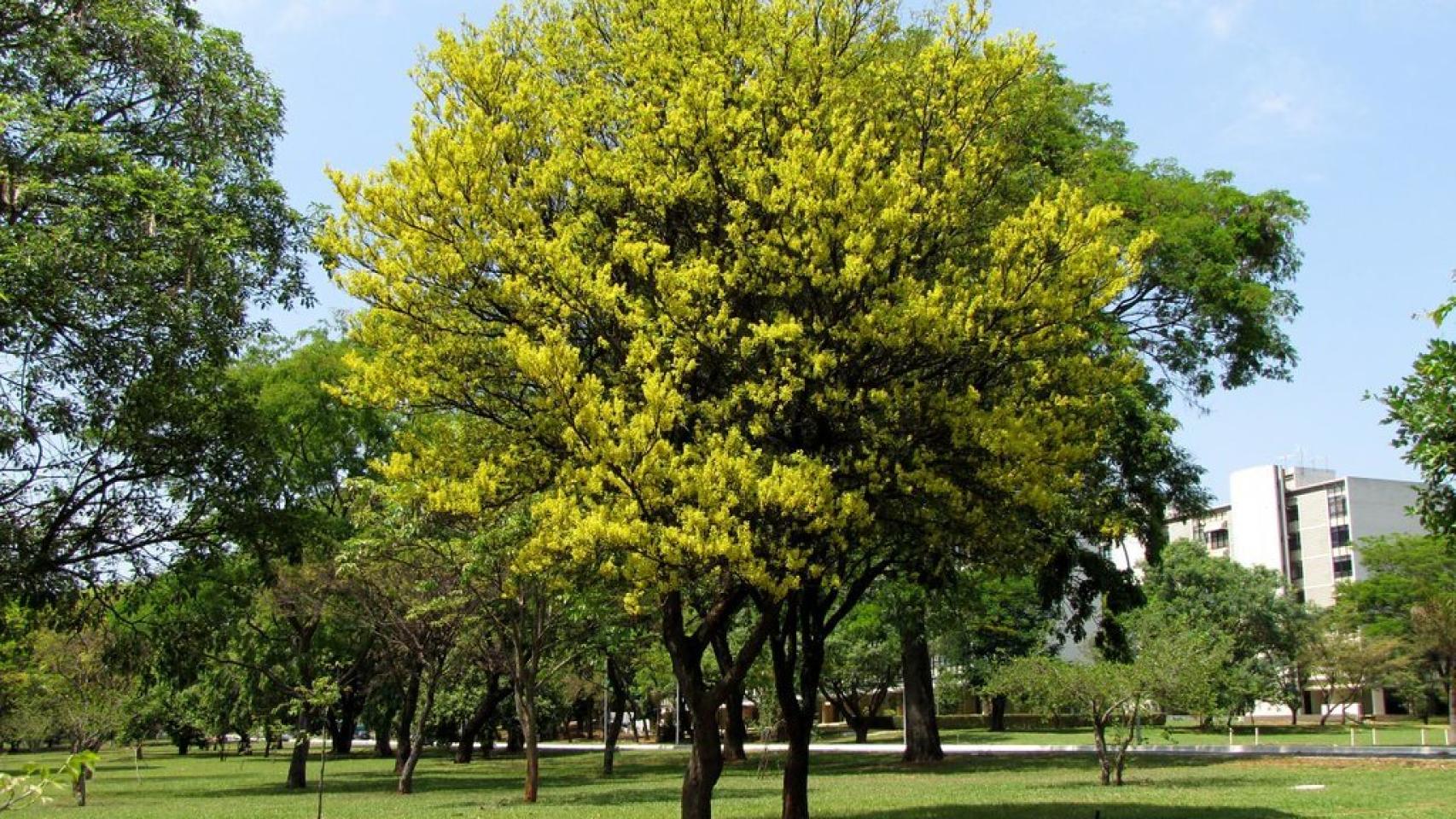 No sólo se extinguen los animales: estos cinco árboles también podrían  desaparecer pronto