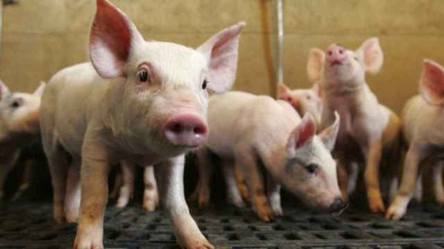 Unos cerdos (todavía) libres de gripe africana.