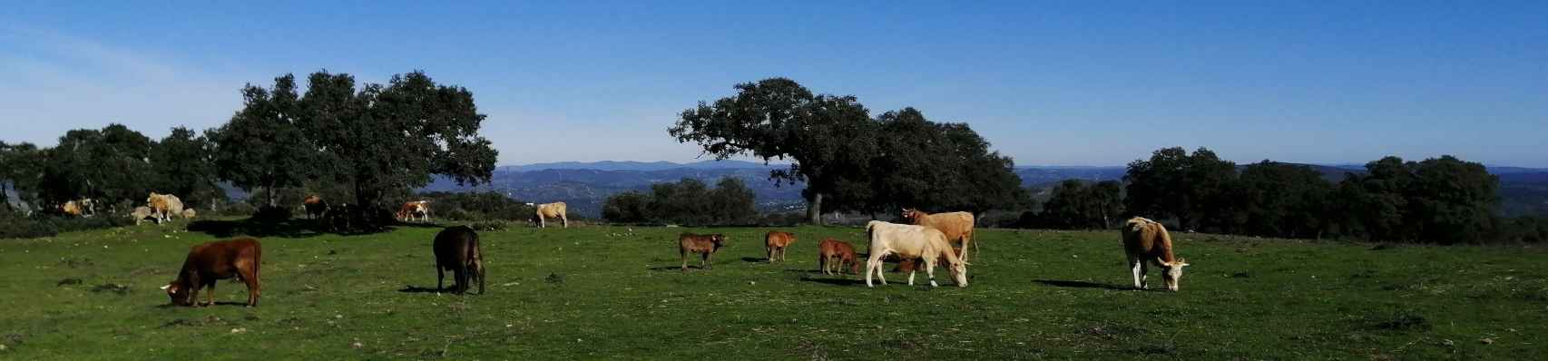 Vacas en una finca de ganadería extensiva en dehesa, en El Castillo de las Guardas (Sevilla).