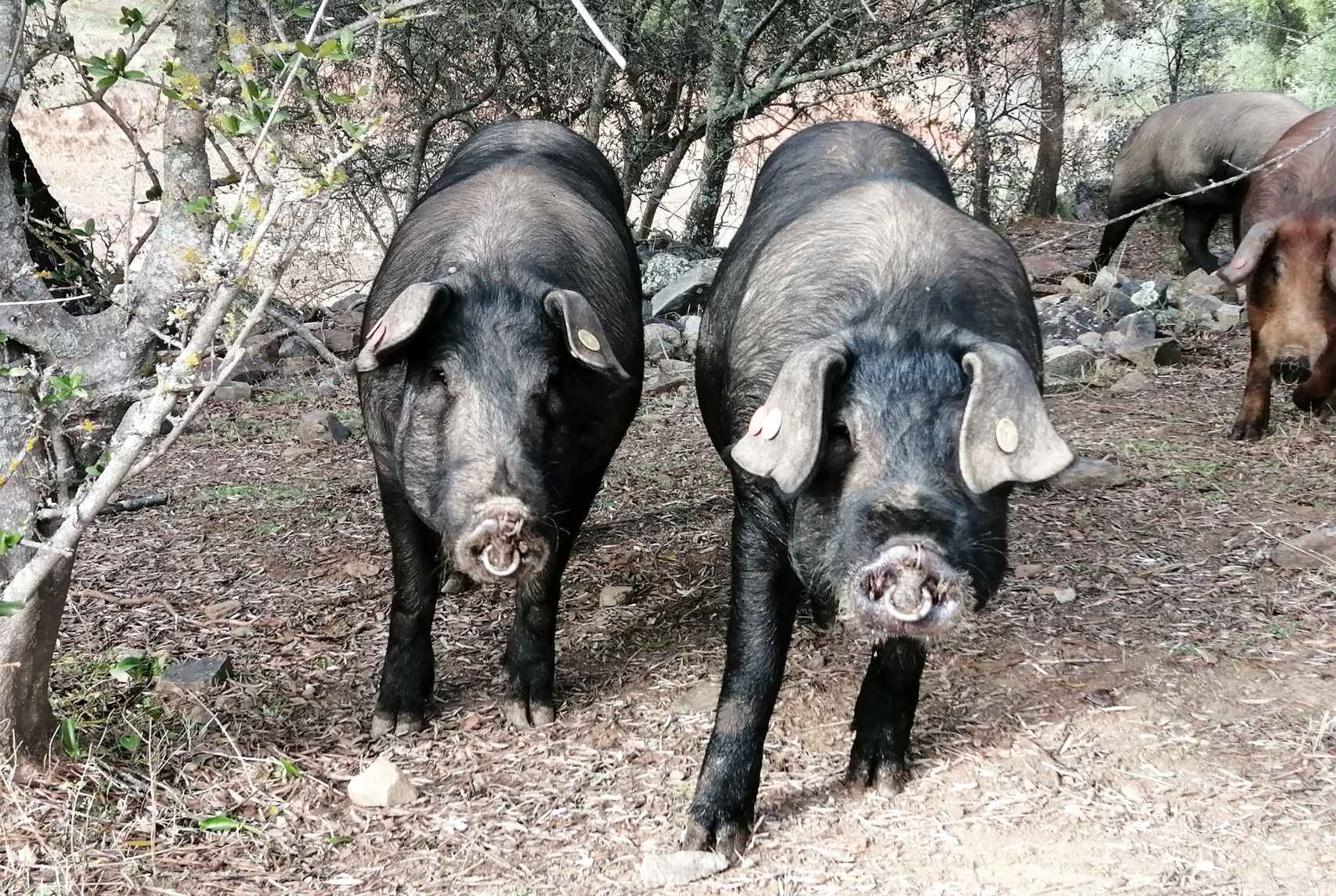 Cerdos ibéricos en una dehesa de El Ronquillo (Sevilla).