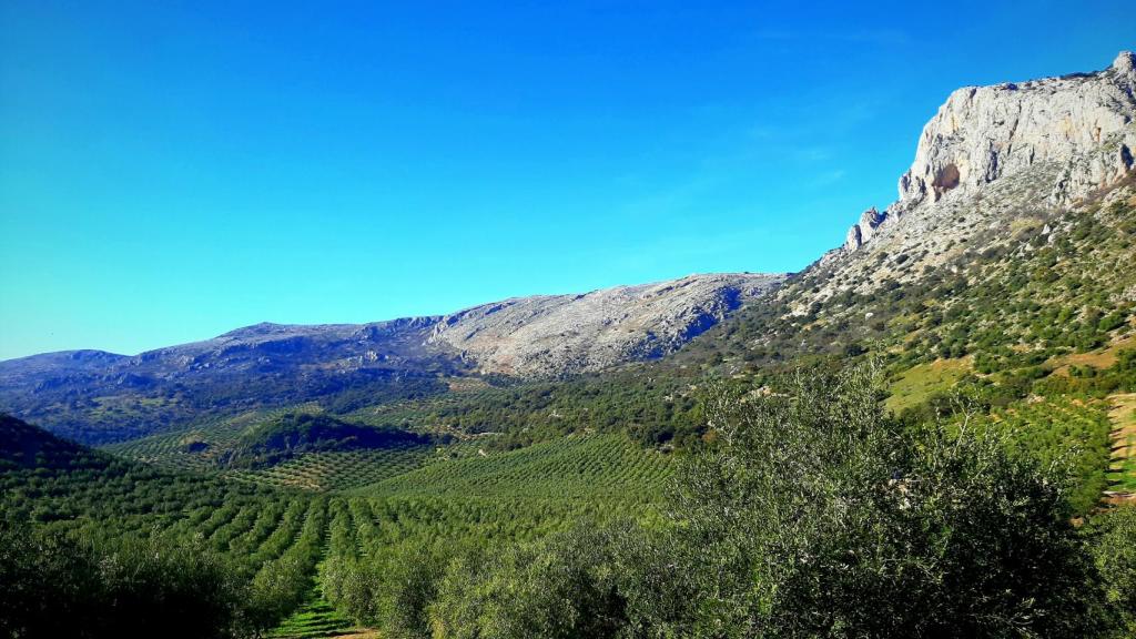 Los olivares del Parque Natural de las Sierras Subbéticas, en Córdoba, donde la cooperativa recoge sus aceitunas.