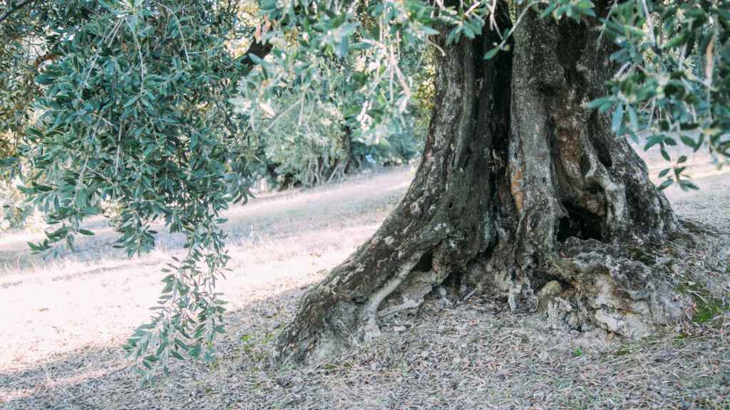 Muchas hectáreas de los olivares de Almazaras de la Subbética son de producción ecológica.
